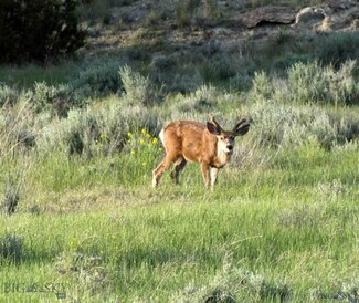 1 Comet Ln, Roundup, MT 59072