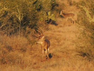 Welhousen Rd, Bruni, TX 78344