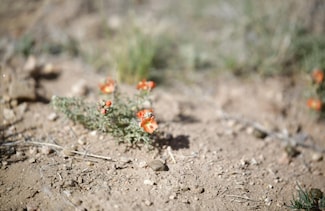 0 Vista Dr Unit 23868460, Mesita, CO 81152