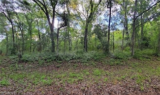 0 Bear St, Webster, FL 33597