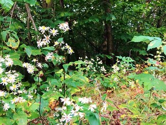 Lot 5 Dodge, Groton, NH 03241