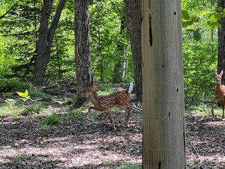 Lot 2 Sopko Rd, Mercer, WI 54547