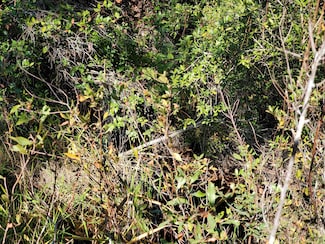 0 SW Prine Rd Unit 20907097, Lee, FL 32059