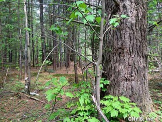 0 Abbey Rd Unit S311788, Greig, NY 13345