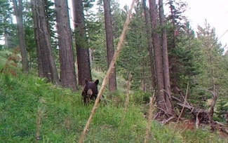 74 Argo Mine Rd, Philipsburg, MT 59858