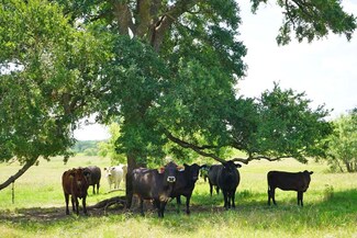 00002 County Road 419, Navasota, TX 77868