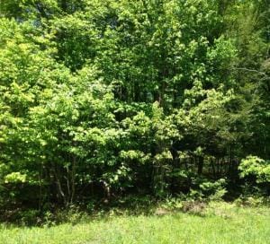 0 Caledonia Pike, Weedville, PA 15868