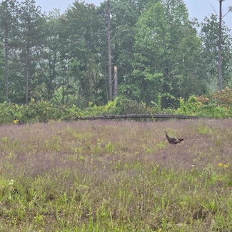 6.68 AC. W Robbins Rd, Robbins, TN 38562