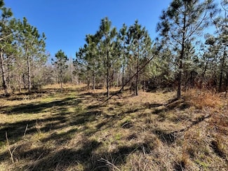 0 Vacant Brushy Hammock Rd, Mayo, FL 32066