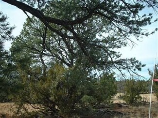 8919 Hawkeye Cir Unit 302, Williams, AZ 86046