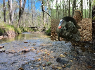 0 County Road 8, Rockford, AL 35136