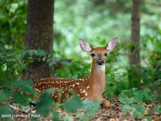 11 Wild Cherry Ln, Tobyhanna, PA 18466