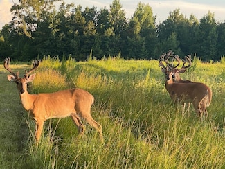 5292 Ivy Creek Rd, Rutledge, AL 36071