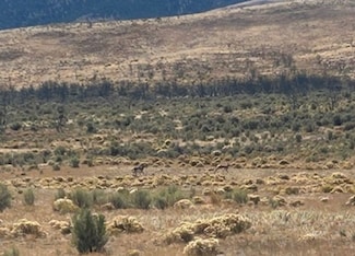 0 Winecup To Moor Rd, Wells, NV 89835