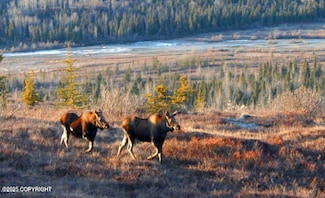 L2 New Purinton Creek Trail, Glacier View, AK 99674