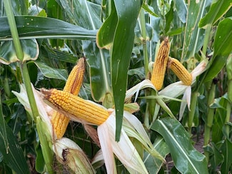 Tbd, Holly, CO 81047