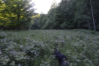 XXX Munger Rd Unit 31 Acres, Carp Lake, MI 49718