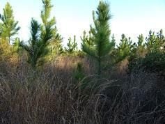 0 Louisiana 109, Merryville, LA 70606