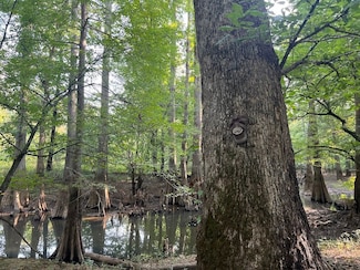 0 Chaney Lake Rd Unit LotWP001, Brownsville, TN 38012