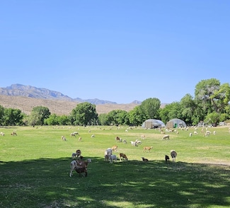 48199 Moapa Rd, Caliente, NV 89008
