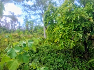 12-262 W Pohakupele Loop, Pahoa, HI 96778