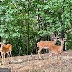 181 Poolside Ct, Ellijay, GA 30540