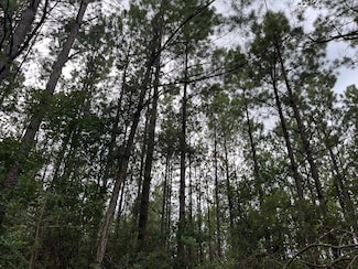 0 Chicora Greene County Rd, Buckatunna, MS 39322