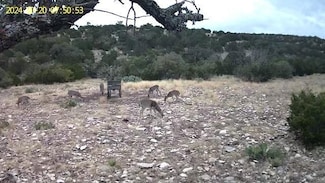 Sd42200, Rocksprings, TX 78880