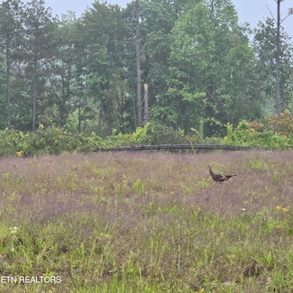 6.68  AC W Robbins Rd, Robbins, TN 37852