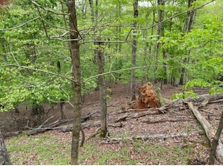 319 Zenith Trail, Ellijay, GA 30540