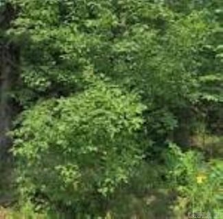 Unknown Missouri Ave, Mena, AR 71953