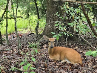 33 Lots, Camdenton, MO 65020