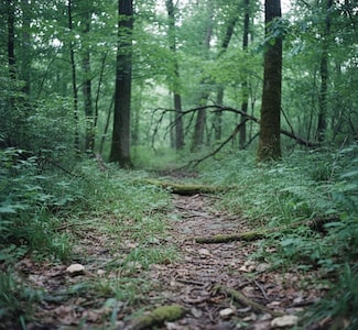 Peyton Mountain Loop, Dennard, AR 72629