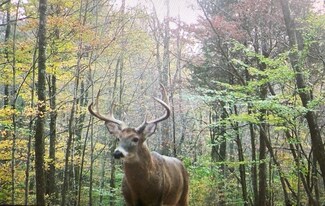 0 John Bledsoe Rd, Pulaski, TN 38478