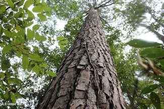 Tbd Fox Rd, Gloster, MS 39638