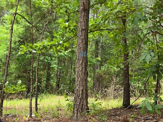 Swamp Hollow, Dadeville, AL 36853