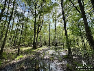 0 County Road S-25-703, Estill, SC 29918