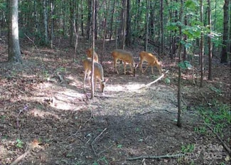 V/L Pinnacle Church Rd, Nebo, NC 28761