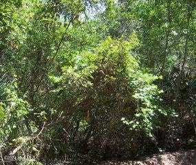 126 Edward Teach Close, Bald Head Island, NC 28461