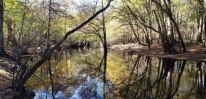 0 Sandy Pines Ln, Dorchester, SC 29437