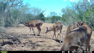 8525 County Road 211, Concepcion, TX 78349