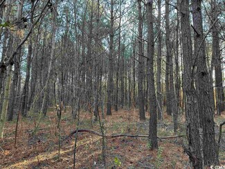 TBT Beaver Rd, Hemingway, SC 29554