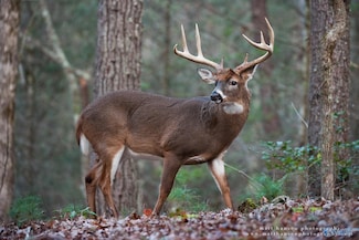 1011 County Road 303, Princeton, AL 35766