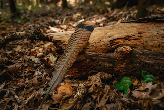 00 County Line Rd, Ypsilanti, GA 31827