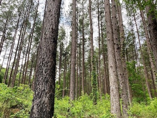 01 Mississippi 589, Purvis, MS 39475