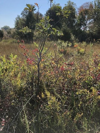 6 Pickeral Ave, Union, MI 49130