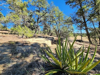 Davids Rock Rd, Pinehill, NM 87357