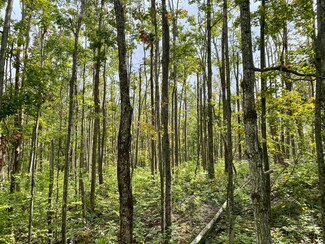 11283 White Ash Trail, Vanderbilt, MI 49795