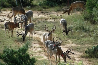 1681 Fm574, Mullin, TX 76864