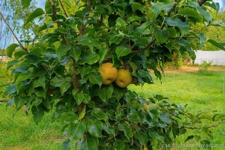 714 W Williams Ave, Sallisaw, OK 74955